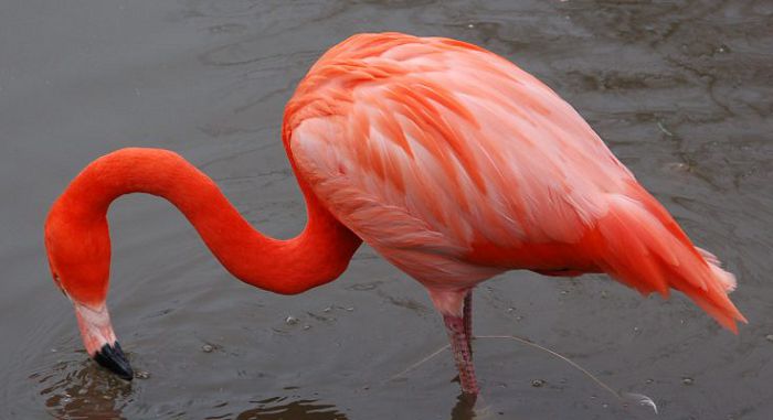 Фламинго обыкновенный