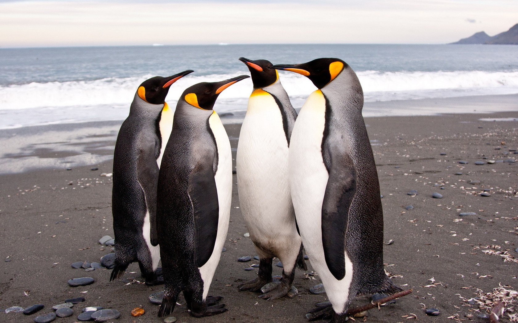 Как пингвины узнают друг друга? 