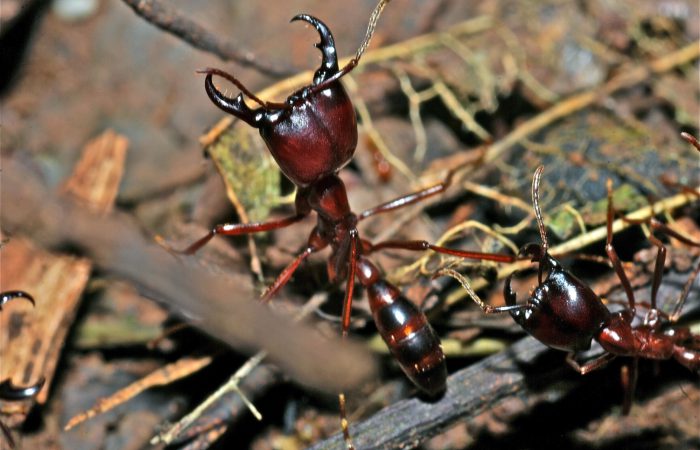 Кочевой муравей