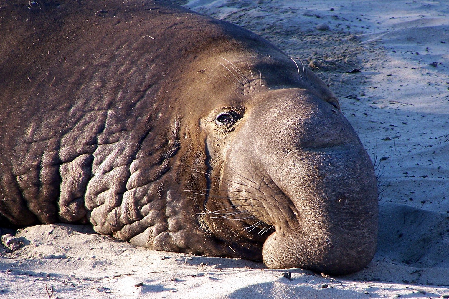 Elephant seal. Южный морской слон. Южный морской слон Mirounga Leonina. Морской слон Антарктиды. Северный морской слон (Mirounga angustirostris).