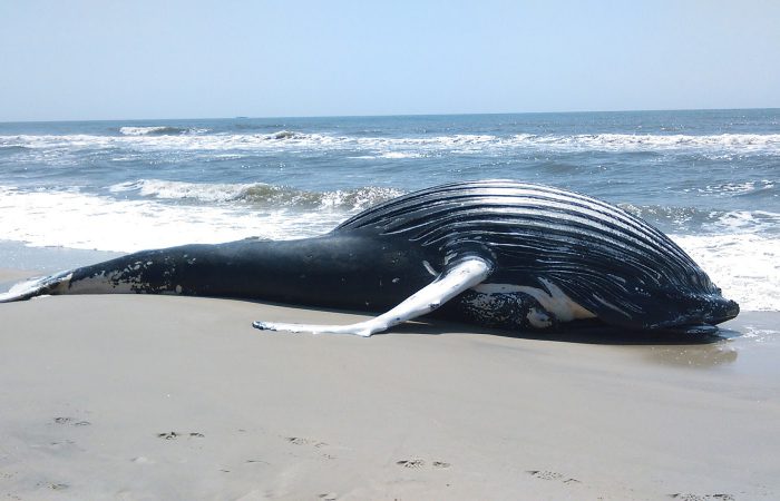 кит на берегу