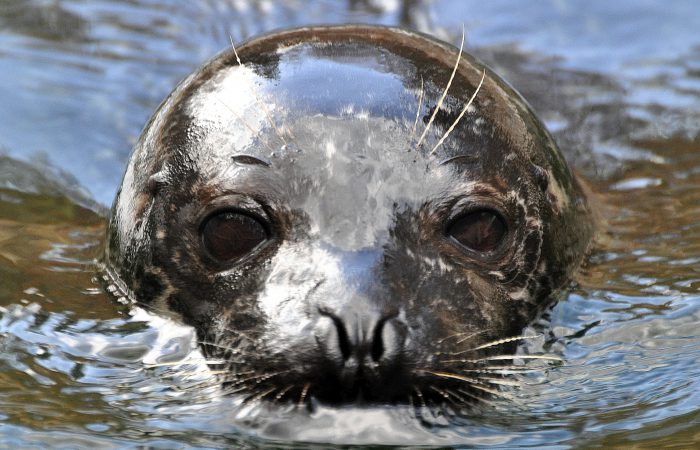 Тюлень обыкновенный