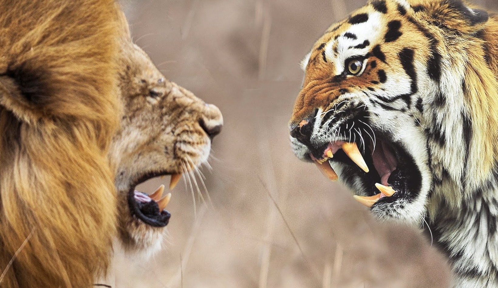 Кто победил лев или тигр