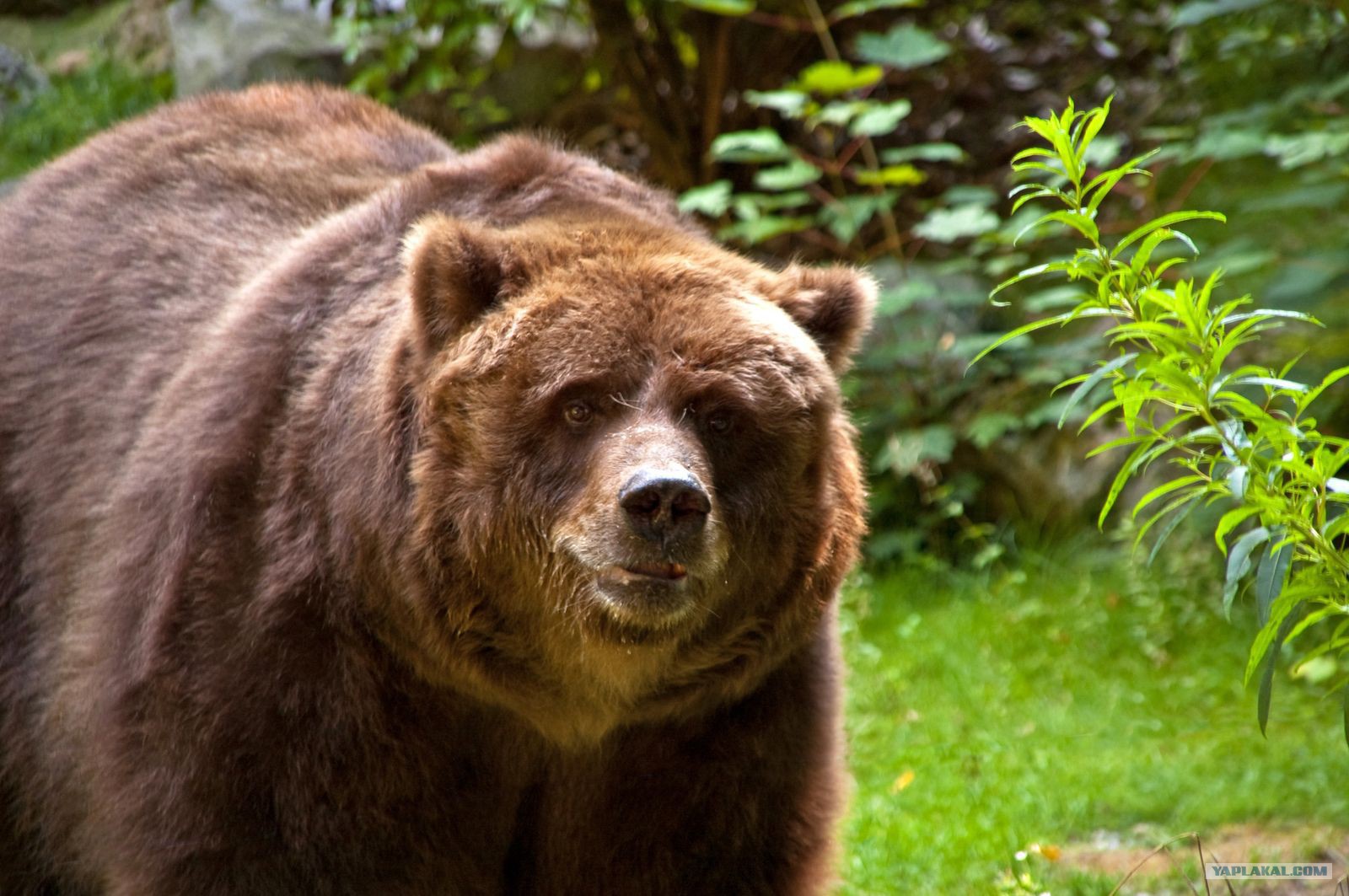 Аляскинский бурый медведь Кадьяк