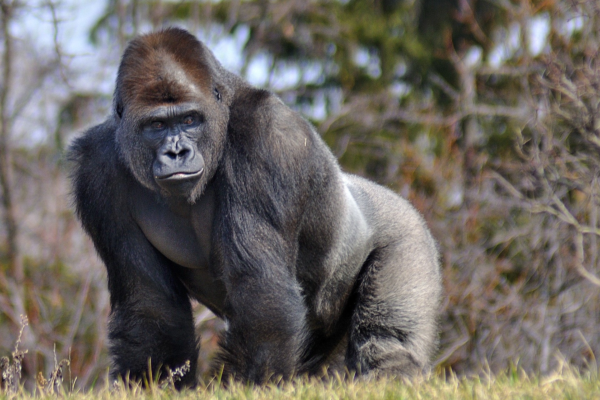 Самое сильное животное. Западная равнинная горилла. Восточная Горная горилла. Горилла шимпанзе и орангутанг. Восточная равнинная горилла.