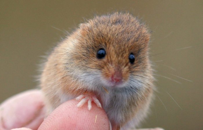 Мышь-малютка