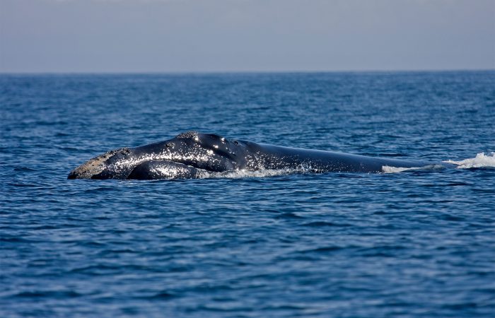 Североатлантический гладкий кит