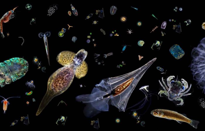 Виды Планктонов Фото И Названия