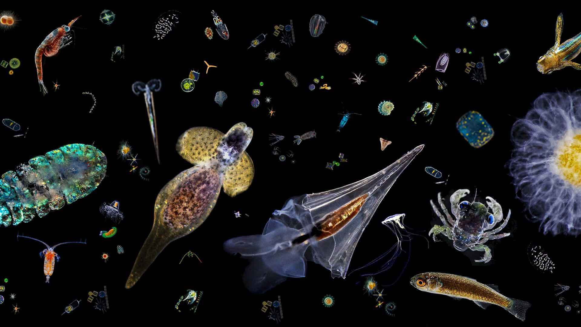 Фитопланктон диатомовые