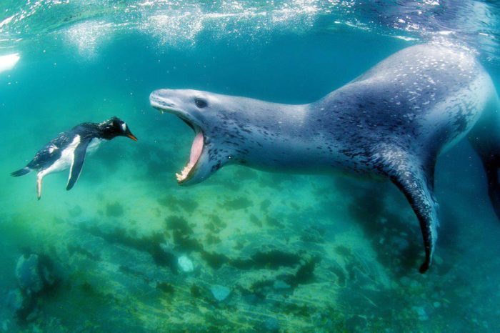 Морской леопард со своей добычей — зазевавшимся пингвином