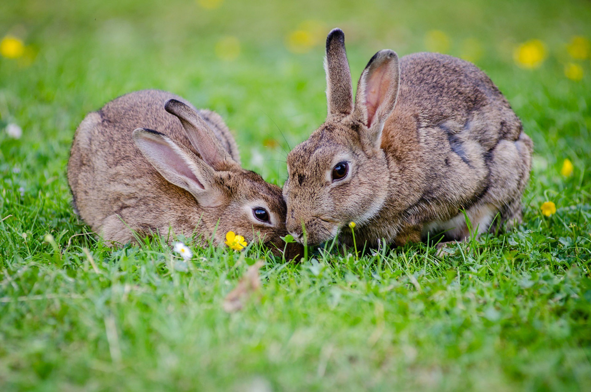 Chesticarabbit