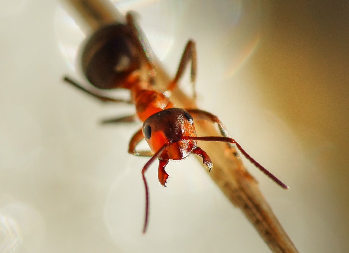 Рыжие муравьи. Рыжий Лесной муравей отряд. Большой рыжий муравей. Большие рыжие муравьи.