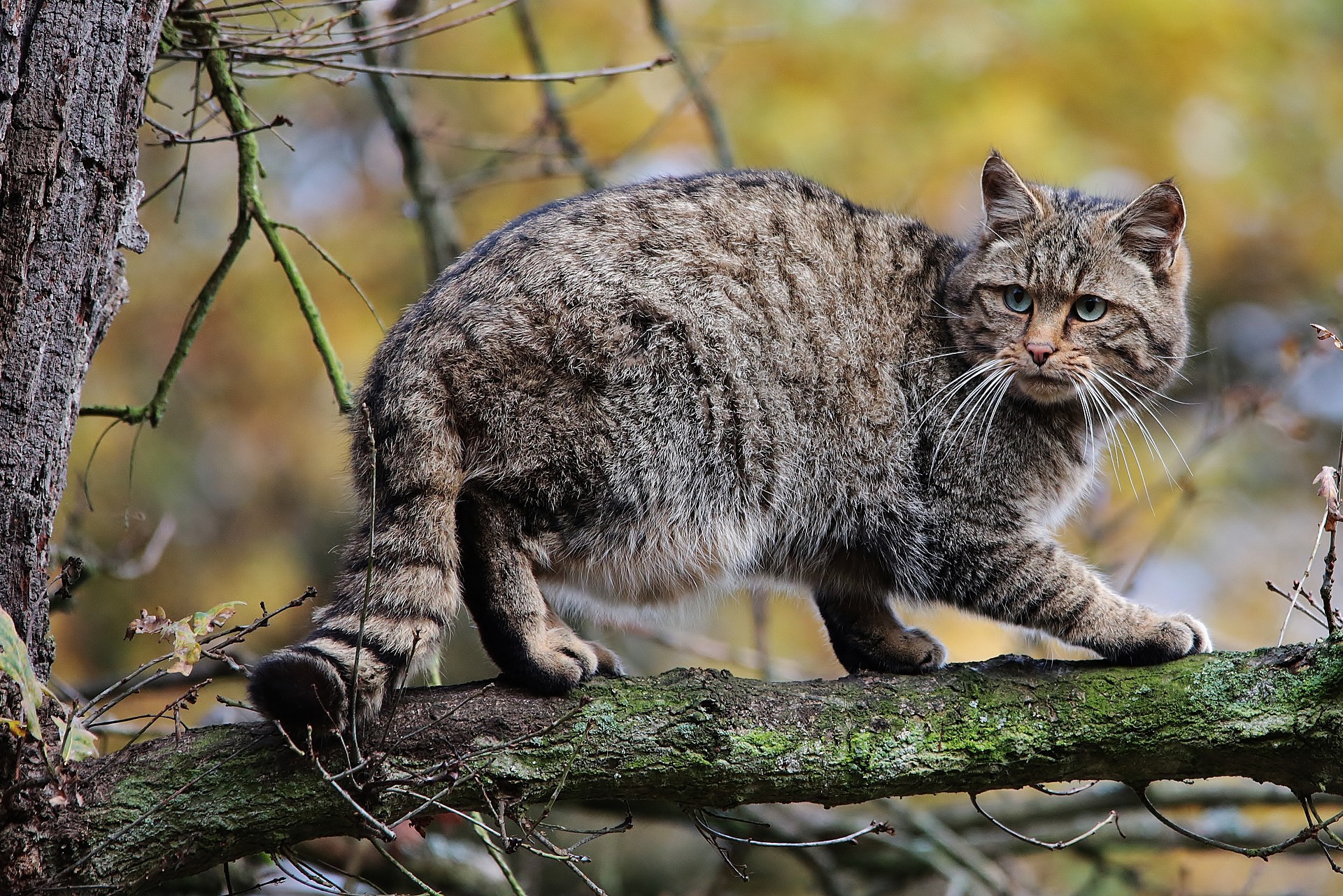 Картинка кавказский лесной кот