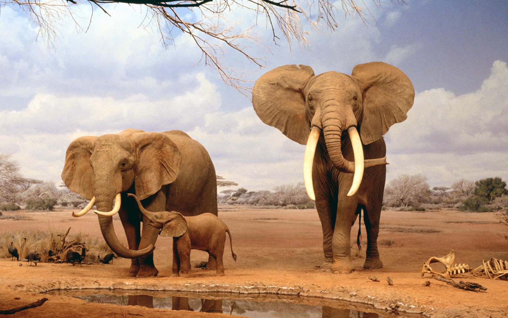 Слон Фото Животного
