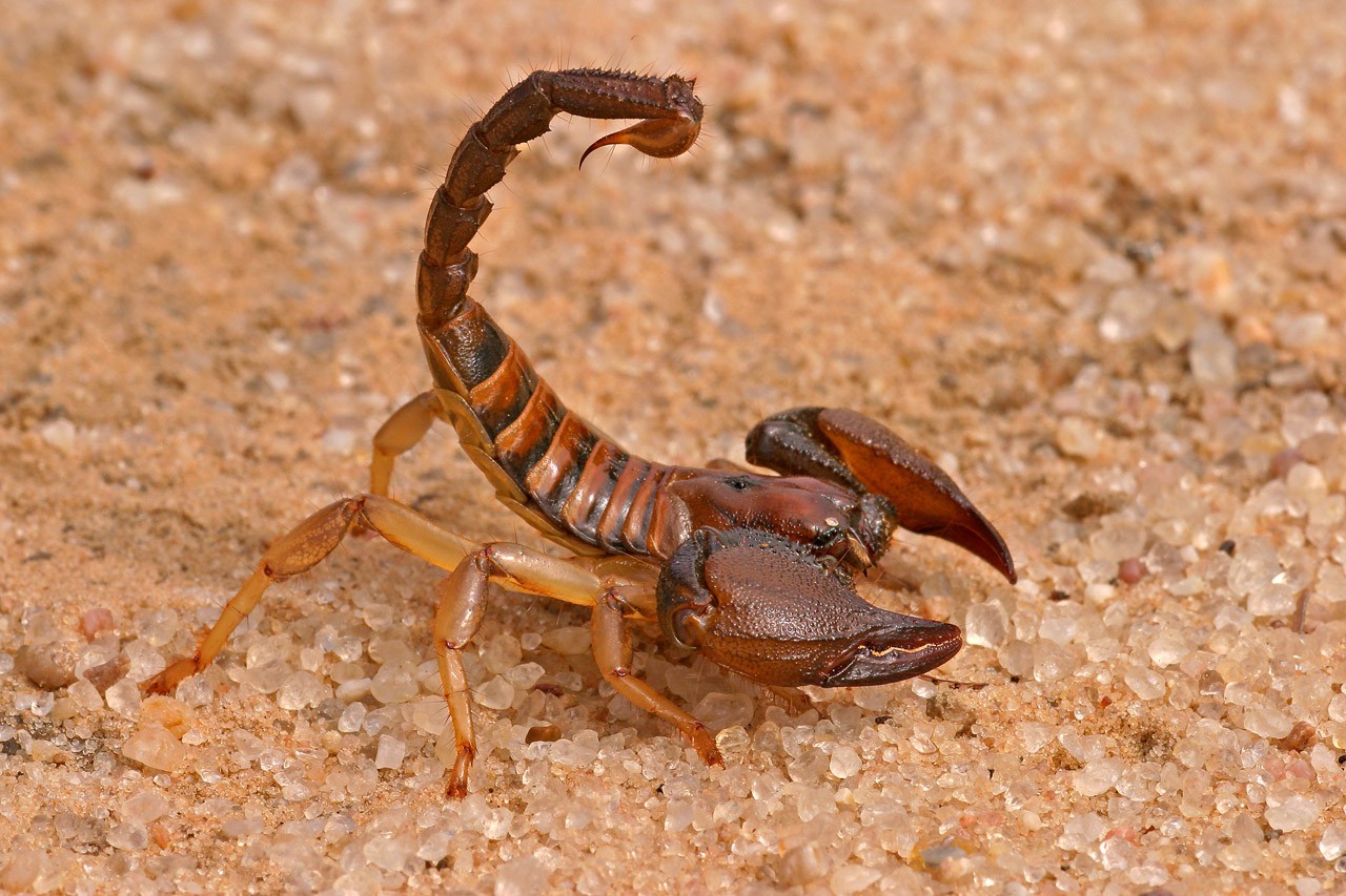 Скорпионы. Фото, описание, виды