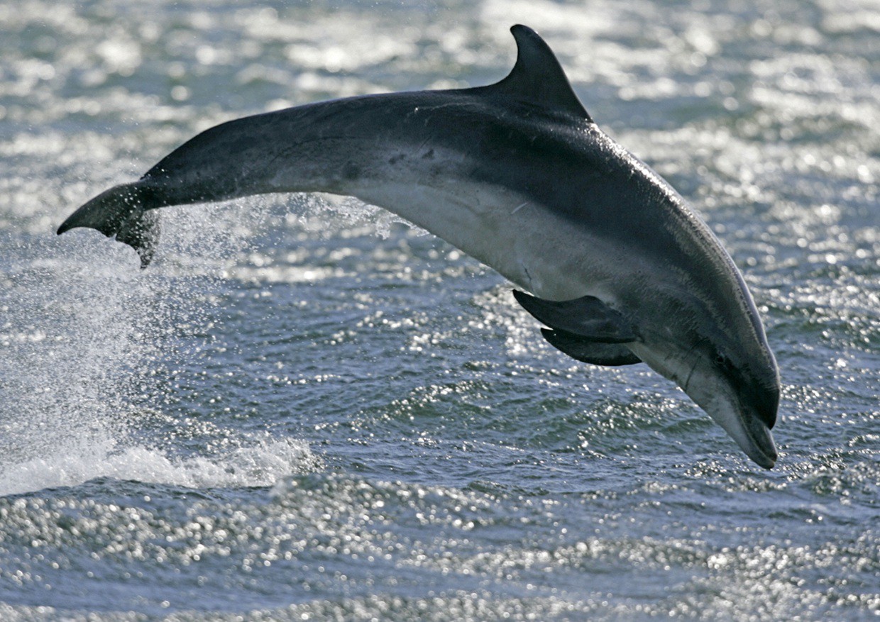Дельфины Афалины