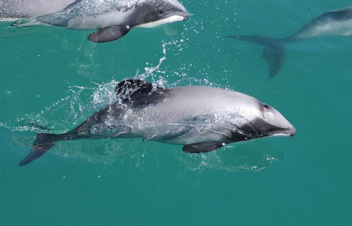 Дельфин атлантический белобокий