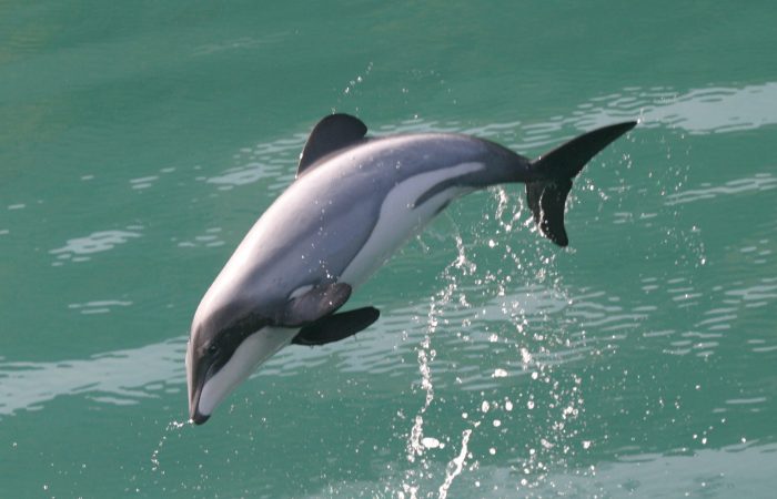 Дельфин беломордый