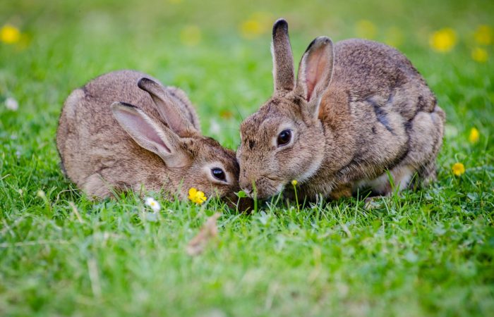 заяц и кролик