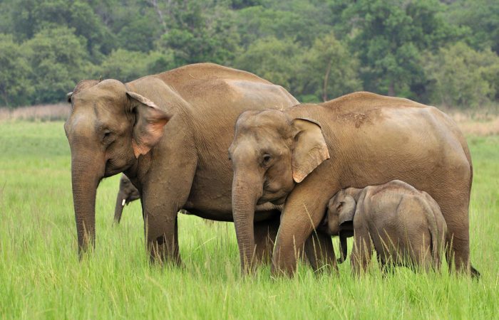 Слон индийский (Азиатский слон)
