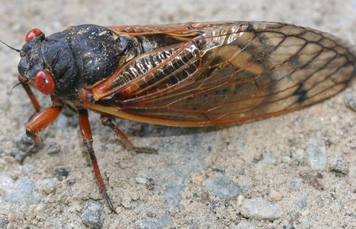 Периодическая цикада