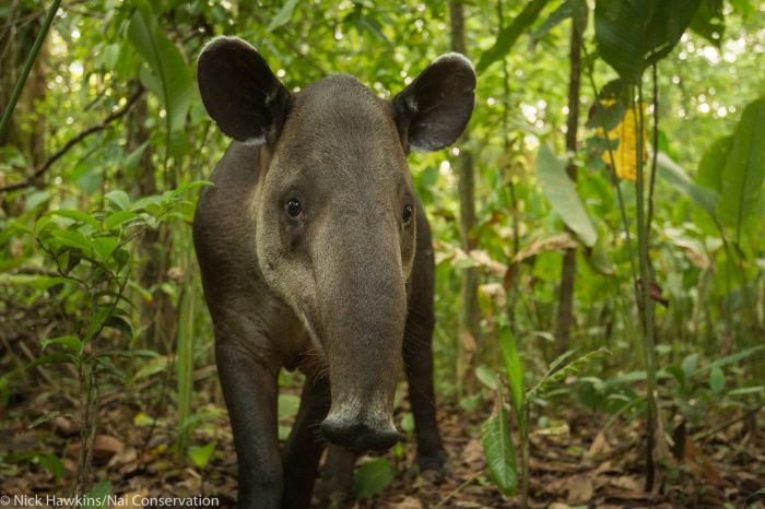Тапир центральноамериканский