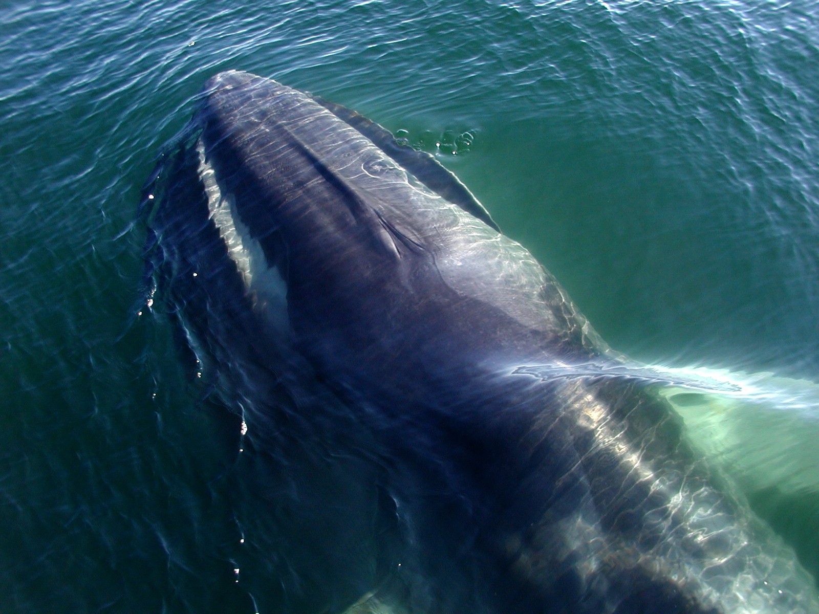 Самое крупное современное животное синий кит. Финвал сельдяной кит. Сельдяной кит Северный Финвал. Финвал (Balaenoptera physalus). Северный Финвал или сельдяной кит.