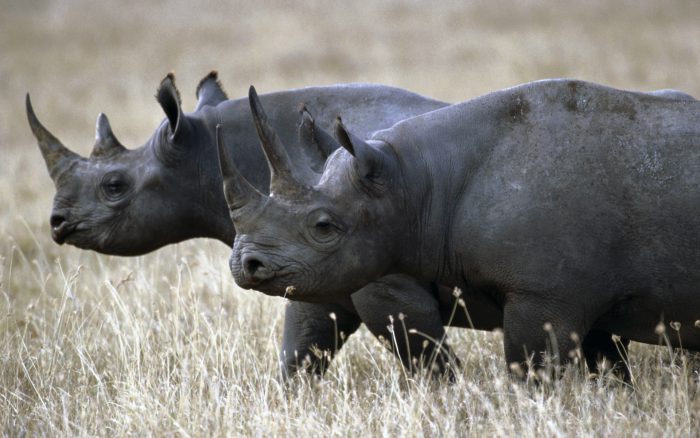 Носорог черный