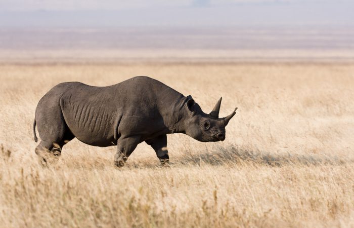 Носорог черный