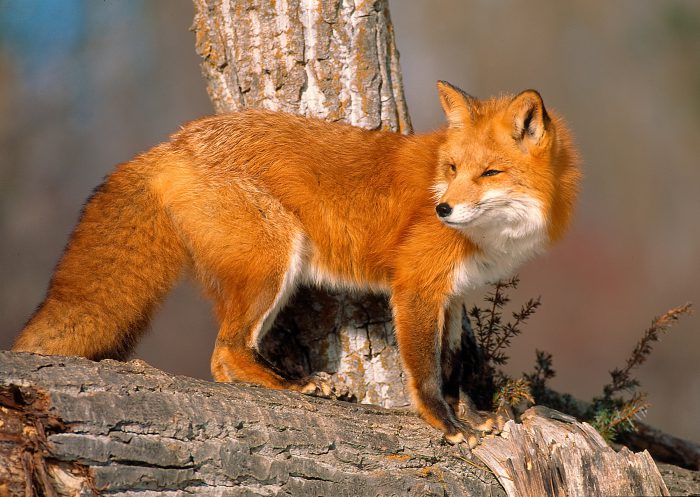 Лиса (Рыжая лисица)
