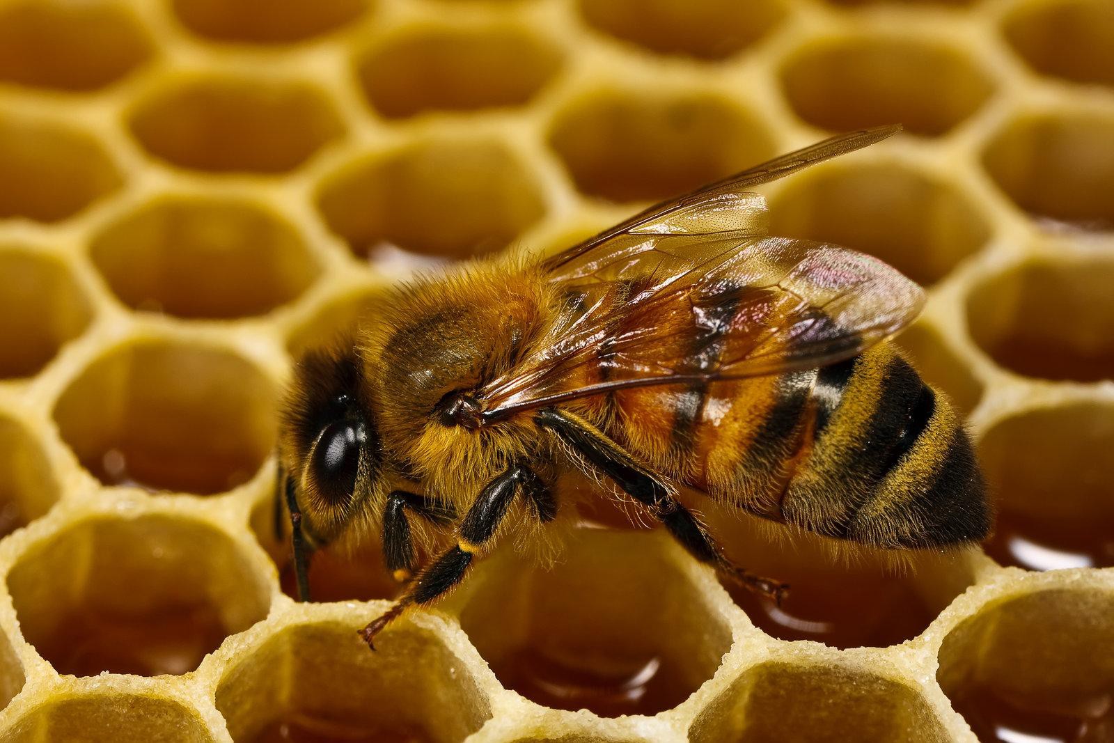 Пчела сегодня. Медоносная пчела. Медоносная пчела фото. Медоносные пчёлы и пчеловод. Медовые соты Цельзия.