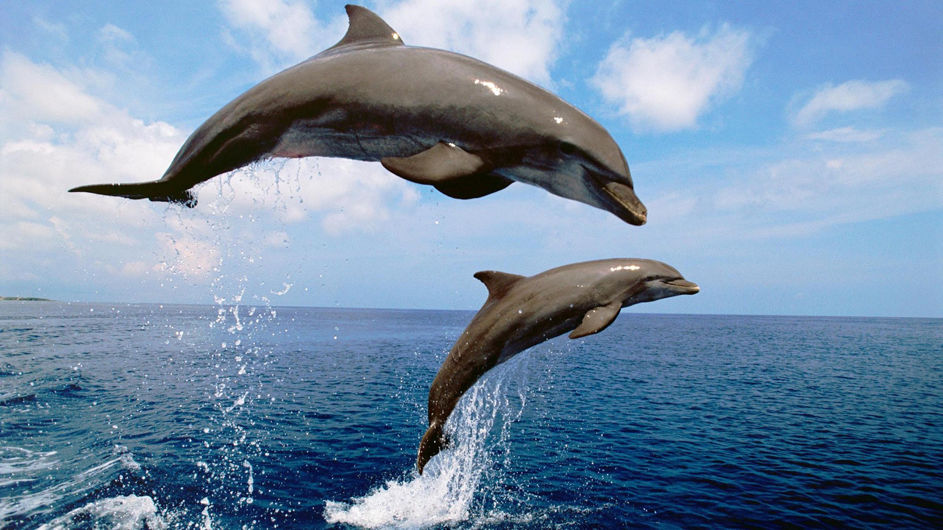 Дельфин Афалина в черном море