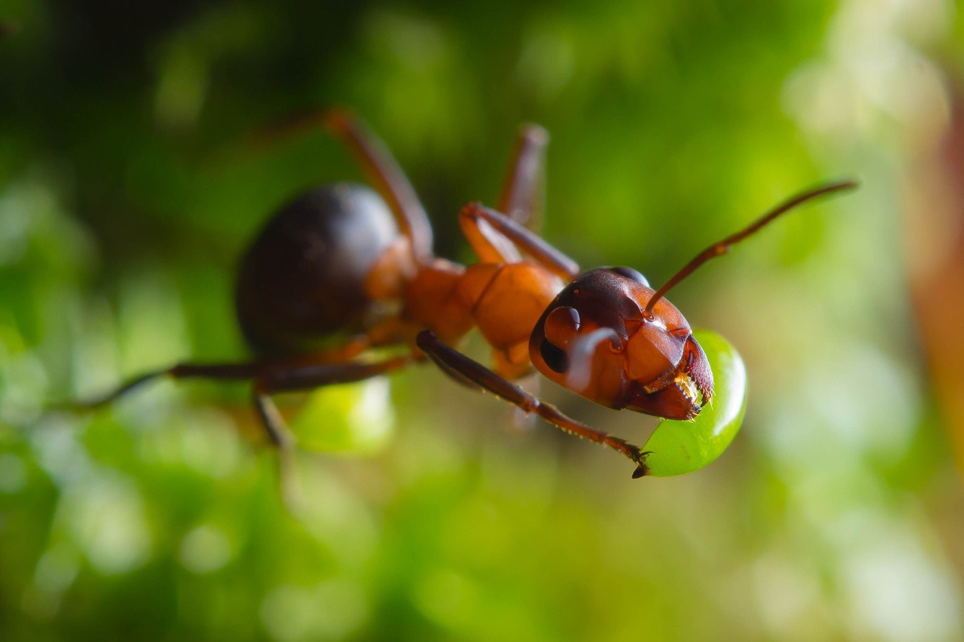 Реферат: Рыжий лесной муравей