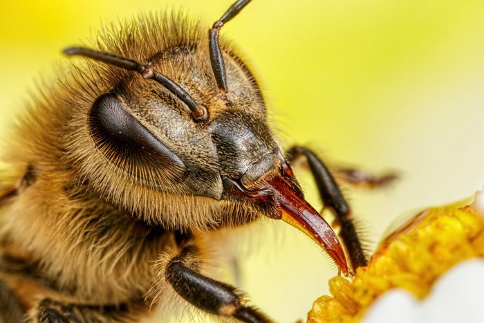 Пчела восковая