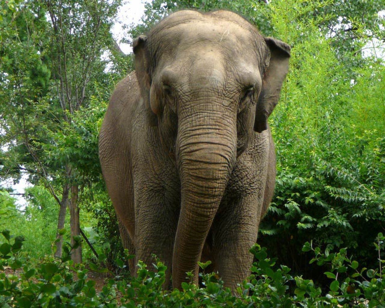 Индийские слоны живут. Азиатский индийский слон. Индийские слоны хоботные. Азиатский слон хоботные. Азиатский слон Муст.
