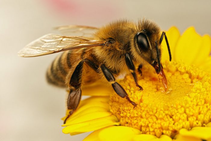 Пчела восковая