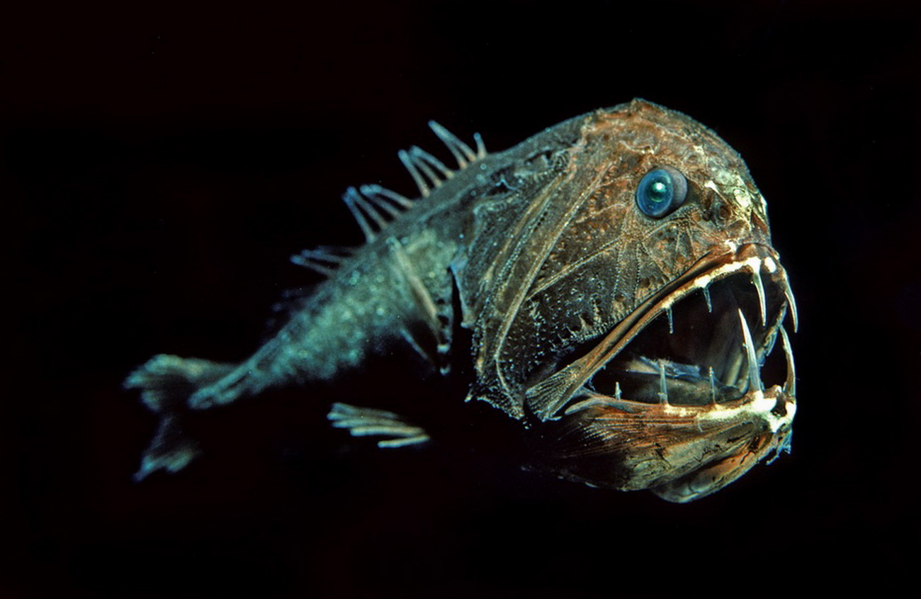 Обитатели моря глубина. Длиннорогий Саблезуб. Длиннорогий Саблезуб рыба. Саблезуб (Anoplogaster cornuta). Тихоокеанский хаулиод.