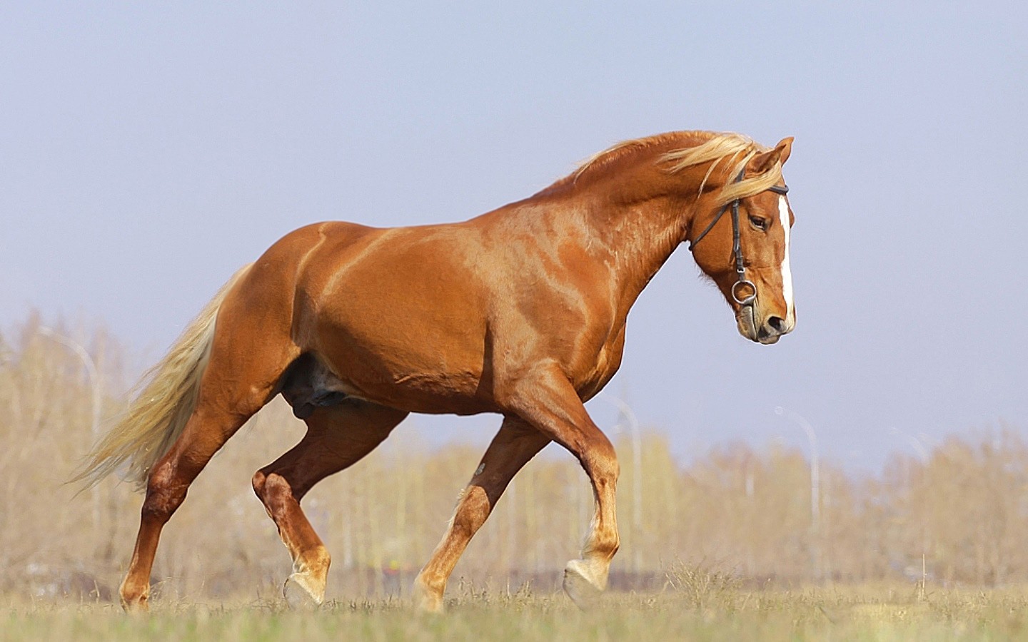 желтая лошадь фото