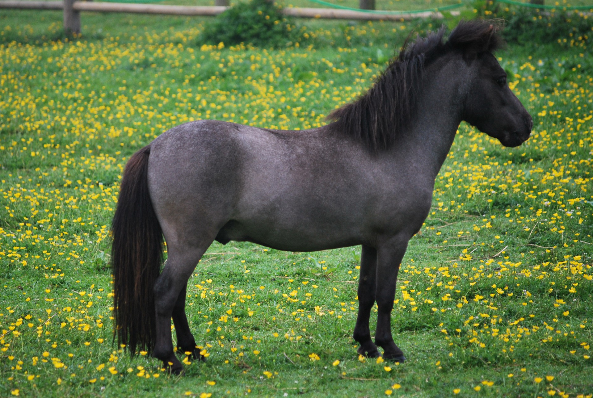Маленькая лошадка пони. Лошади породы Фалабелла. Пони Фалабелла. Пони породы Фалабелла. Пони породы Фалабелла черная.