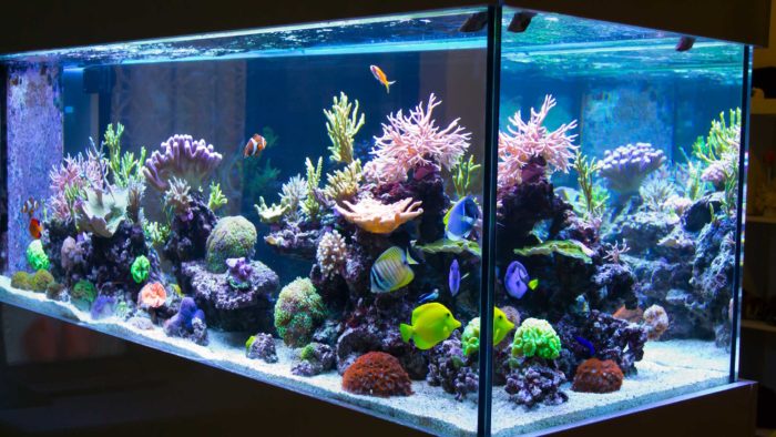бескаркасный аквариум