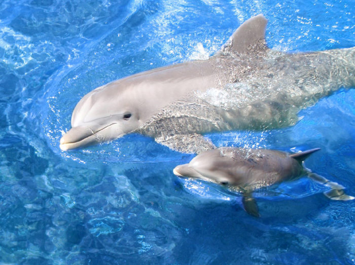 Дельфин с детенышем