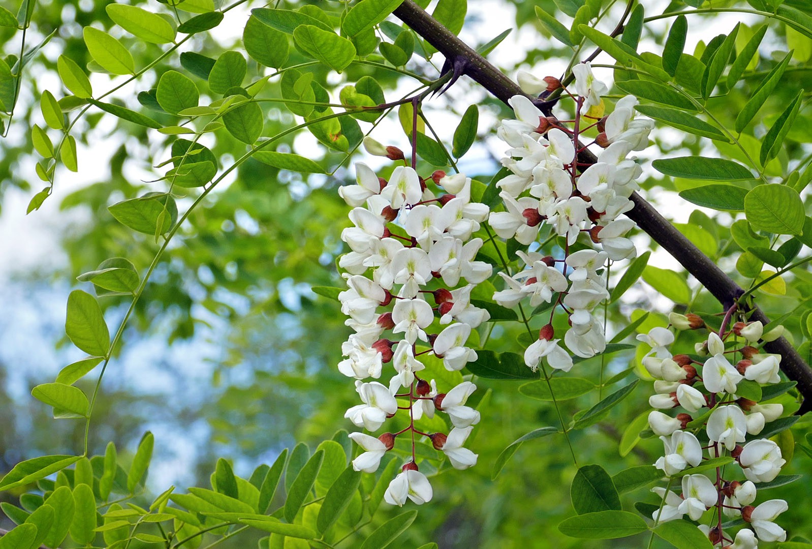 Robinia pseudoacacia рисунок