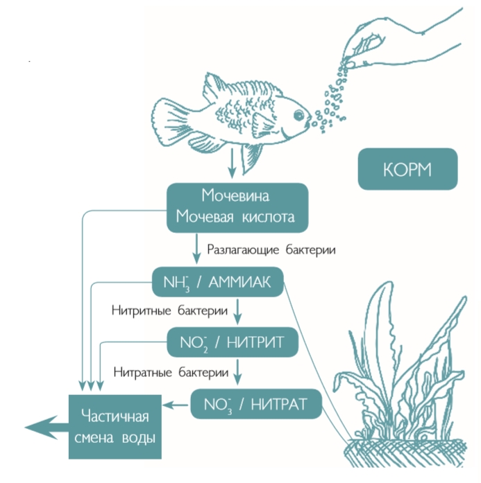 Схема азотного цикла в аквариуме