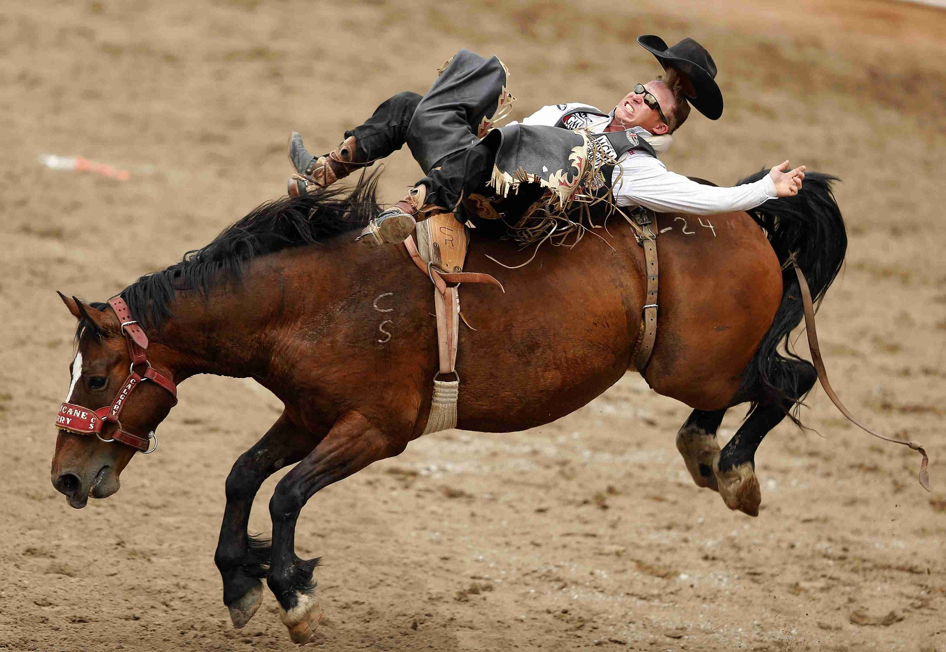 Fatbutt rodeo