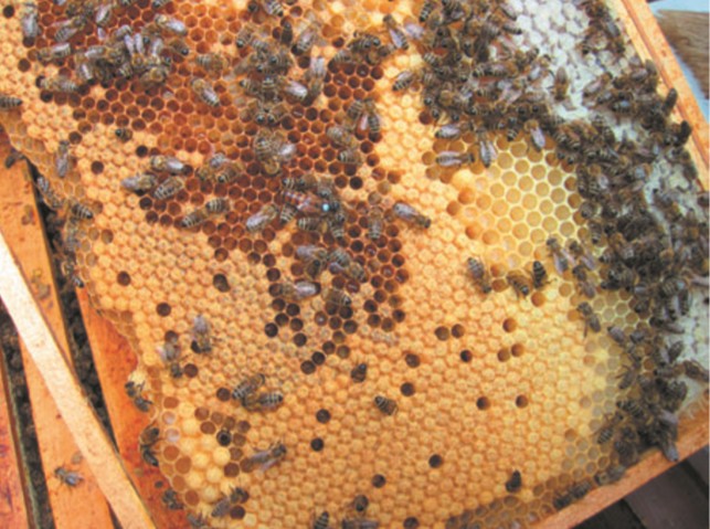 Расплод с личинками рабочих пчел