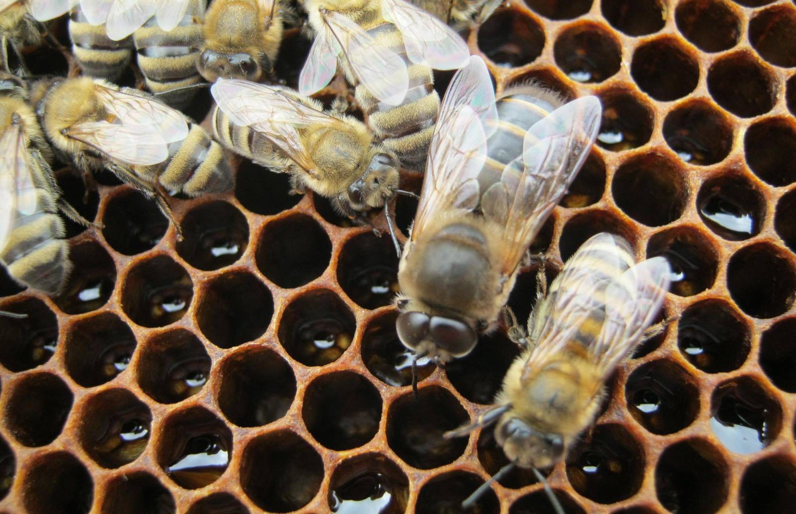 Как выглядит пчела трутовка фото