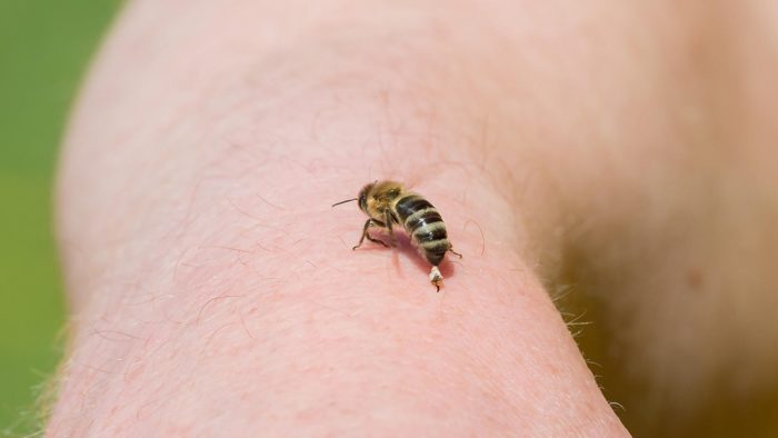 Жалящая пчела