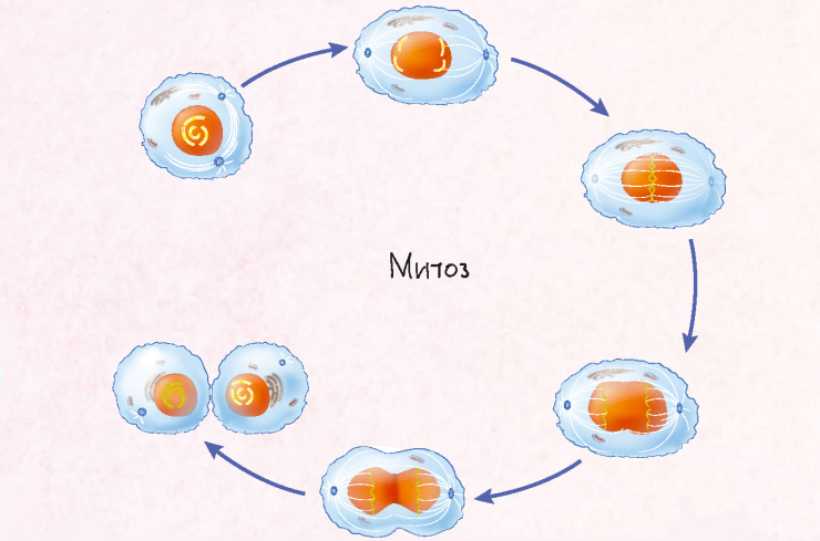 Какая область ботанической науки изучает деление клетки. Страсбургер митоз.