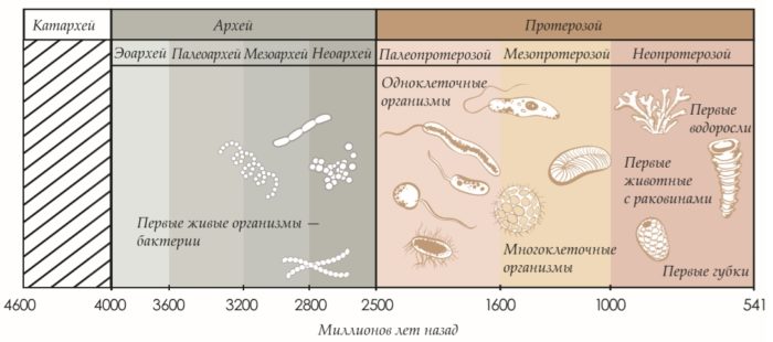 Геохронологическая шкала эволюции живых организмов