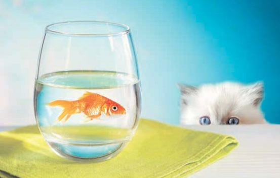 кошка и рыбки